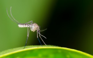 Mosquito resting on green leaf